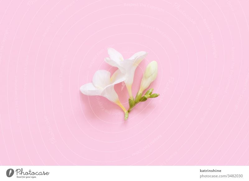 Weiße Fresienblüte auf hellrosa Hintergrund Blume weiß fresia Frühling romantisch Pastell flache Verlegung Zusammensetzung Rosen Draufsicht oben Konzept kreativ