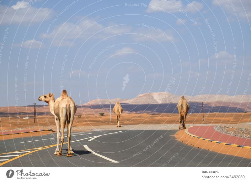 kamele auf straße. Kamele Straße Wüste Straßenverkehr Kreuzung links Sand Dromedar Oman Himmel Sahara Tourismus Ferien & Urlaub & Reisen Sommer Arabien heiß