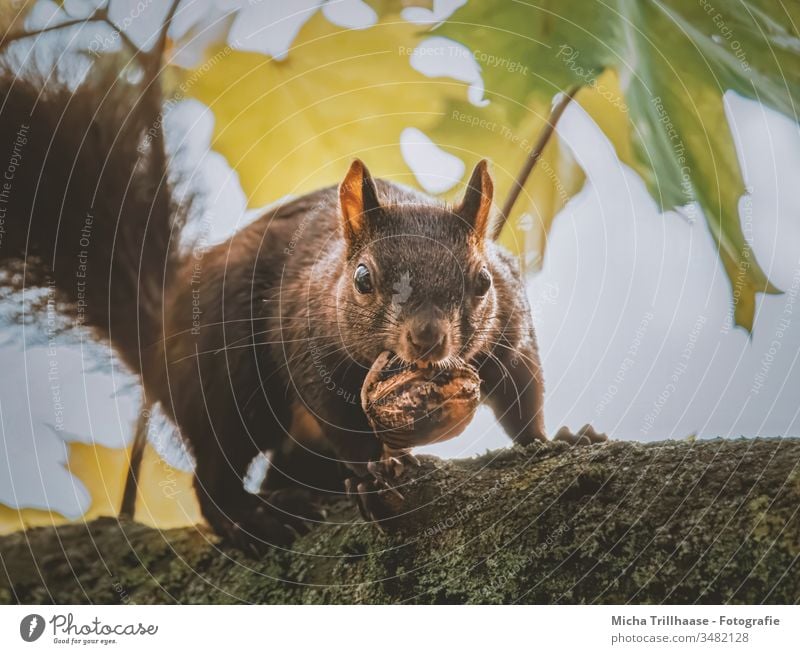 Eichhörnchen mit Nuss im Maul Sciurus vulgaris Tiergesicht Kopf Auge Ohr Pfote Krallen Fell Fressen festhalten Wildtier Schönes Wetter Sonnenlicht Natur Blick