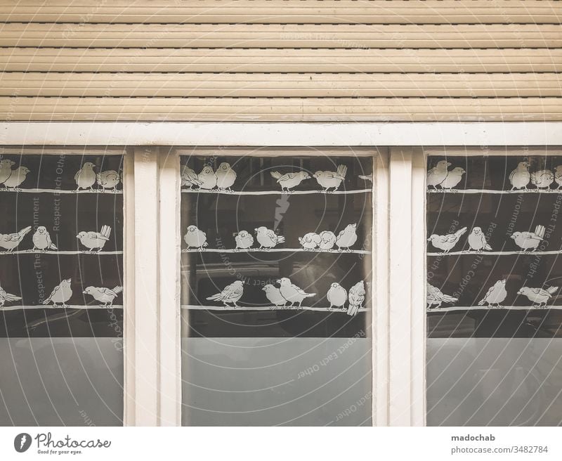 Vögel in Quarantäne Tier vogel Zoo Fenster Fensterscheibe Aufkleber Pause Schwarm Rollladen Aussicht Deko sitzen Schwarmintelligenz Außenaufnahme Farbfoto