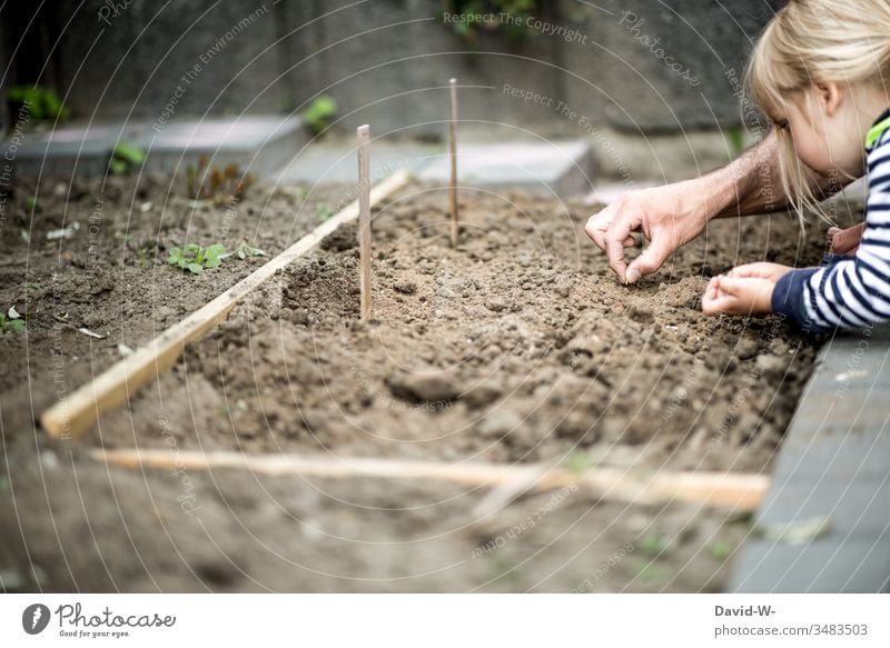 Mädchen und Vater bepflanzen Beet mit Samen Kind nachhaltig Nachhaltigkeit Kleinkind lernen Umwelt umweltfreundlich Garten Gartenpflanzen anpflanzen sähen