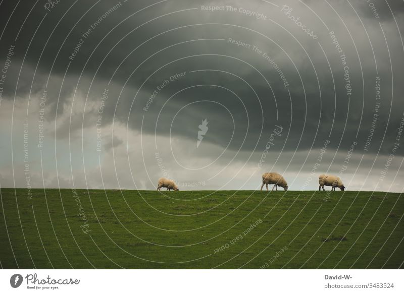 Schafe auf einem Deich fressen. Unwetter steht bevor Fressen Unwetterwarnung Wolken grau düster dunkel Außenaufnahme bedrohlich Wetter Gewitterwolken