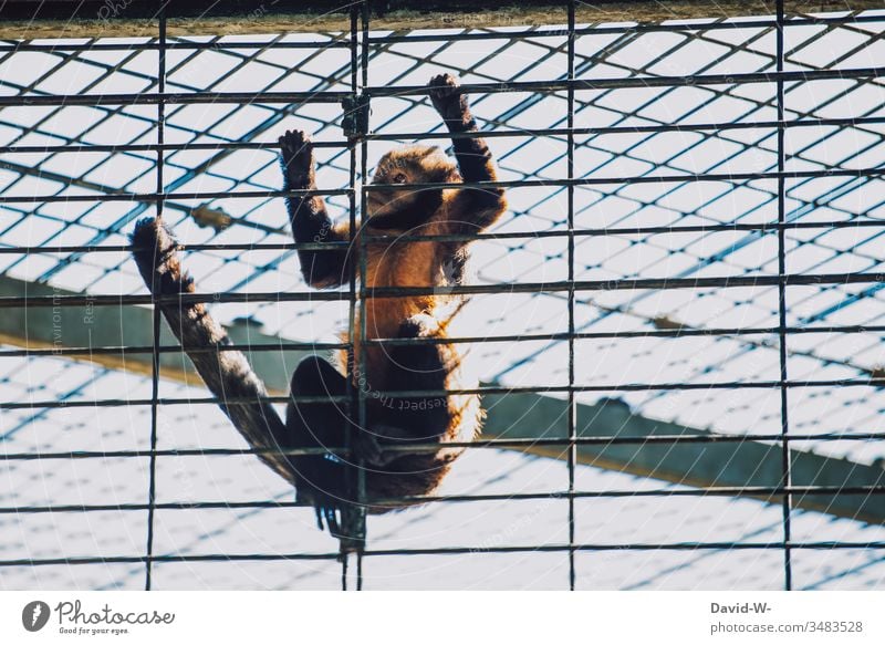 Affe im Zoo eingesperrt im Käfig verzweifelt Tier Angst traurig ausbrechen gitterstäbe Gefängnis gefangen ausgangssperre corona coronavirus tierpark Gitter