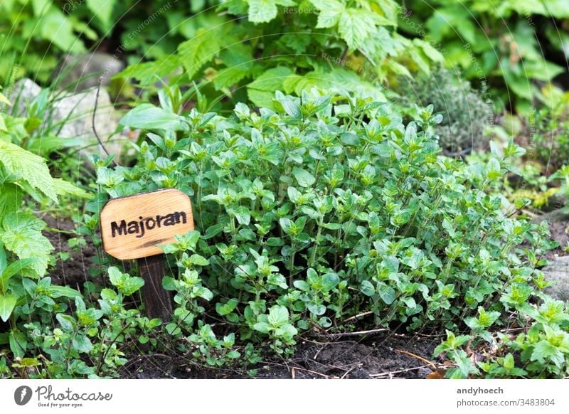 Majoran auf natürliche Weise Rübe Buchse Bildunterschrift Bodenbearbeitung Öko Landwirtschaft Lebensmittel Fotolia frisch Garten grün Gesundheit Kraut