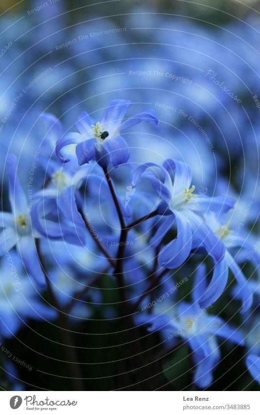 Schöne Blumen im Garten, Deutschland. Natur Frühling blau Pflanze Blüte purpur Makro geblümt Blütezeit Schönheit Blütenblatt Sommer Flora schön Vergißmeinnicht