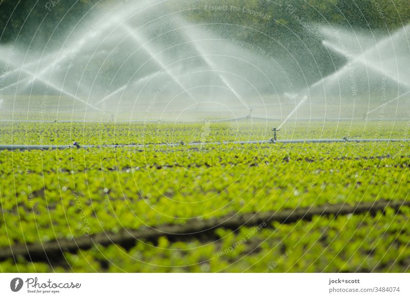 Grünes Feld wird mit viel Wasser gesprengt gießen grün frisch sprengen Bewegungsunschärfe Bewässerung Grünpflanze beregnung kultiviert wachsen bewässern