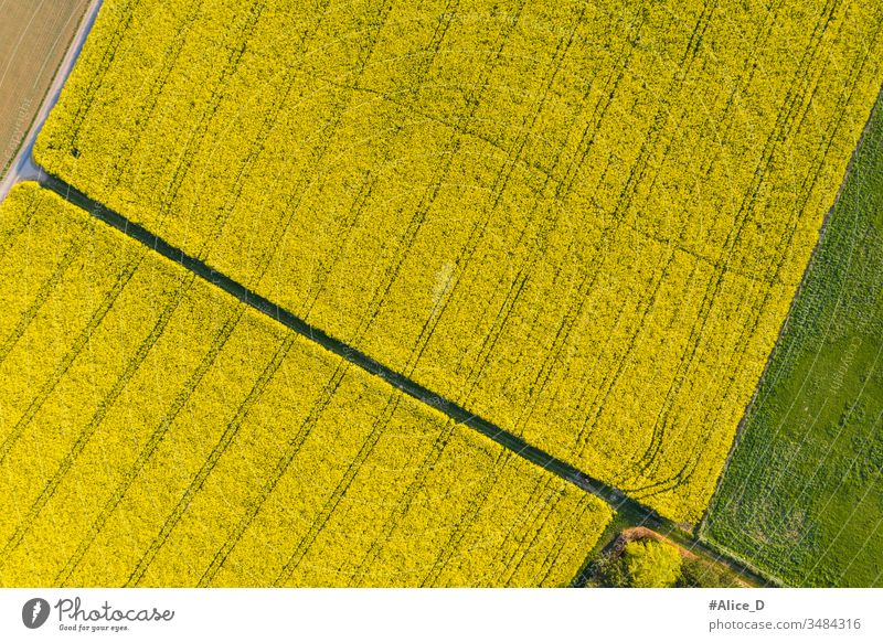 Luftaufnahme des blühenden Rapsfeldes Natur Ackerland von oben Antenne landwirtschaftlich Ackerbau Hintergrund Vogelperspektive Überstrahlung hell Farbe Land