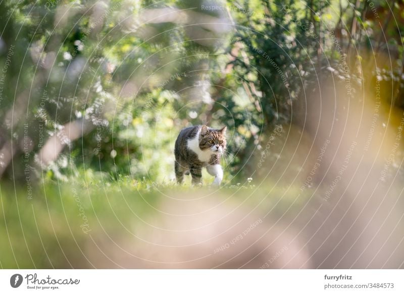 Britisch Kurzhaar Katze läuft durch die Natur im Frühling Haustiere Ein Tier Rassekatze Kurzhaarkatze Tabby weiß im Freien grün Rasen Wiese Gras Garten