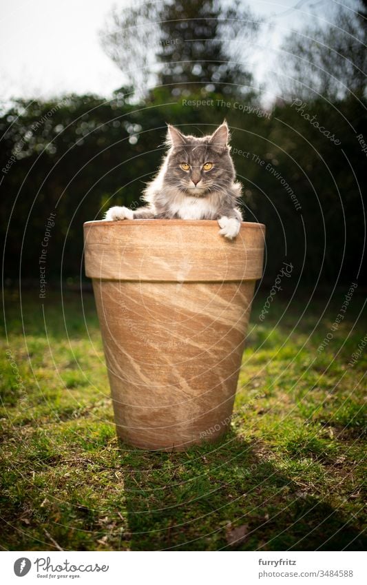 süße Maine Coon Katze im Blumentopf Haustiere Ein Tier Rassekatze Langhaarige Katze maine coon katze weiß blau gestromt im Freien grün Rasen Wiese Gras Garten