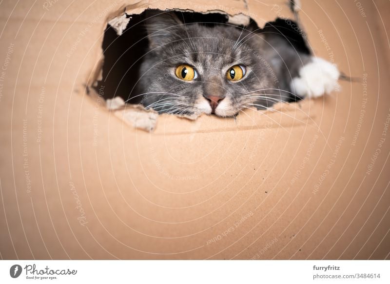 verspielte Katze schaut aus einem Loch im Karton heraus Haustiere Ein Tier Rassekatze Langhaarige Katze maine coon katze weiß blau gestromt fluffig Fell