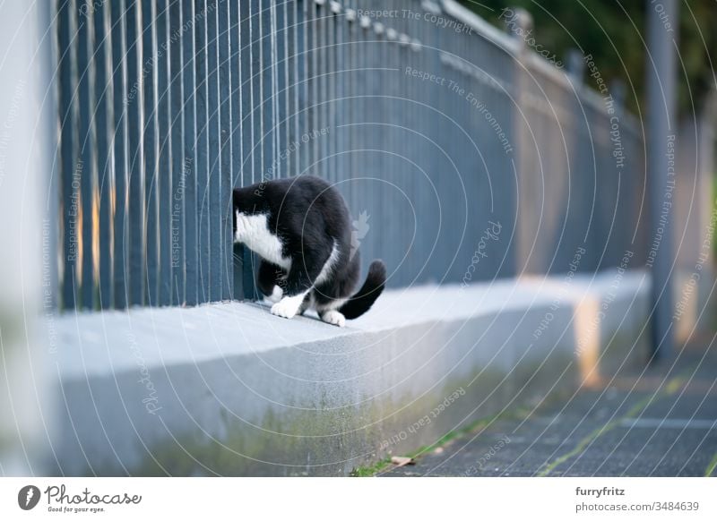 neugierige schwarz weiße Katze steckt ihren Kopf durch einen Zaun auf der Straße Haustiere Ein Tier Mischlingskatze Kurzhaarkatze Tabby Smoking schwarz auf weiß