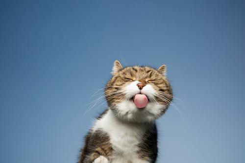 Britisch Kurzhaar Katze leckt eine Fensterscheibe vor blauem Himmel ab Haustiere Ein Tier Rassekatze Kurzhaarkatze Tabby weiß im Freien katzenhaft Fell