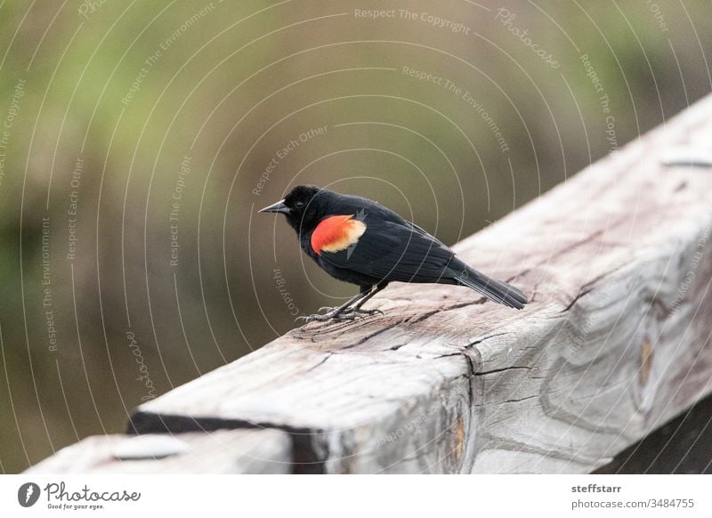 Männliche Rotflügelamsel Agelaius phoeniceus sitzt auf einem Zaun Vogel männlich Rotschulterstärling Rotflügelstärling Amsel Wildvogel Natur Tierwelt Barsch