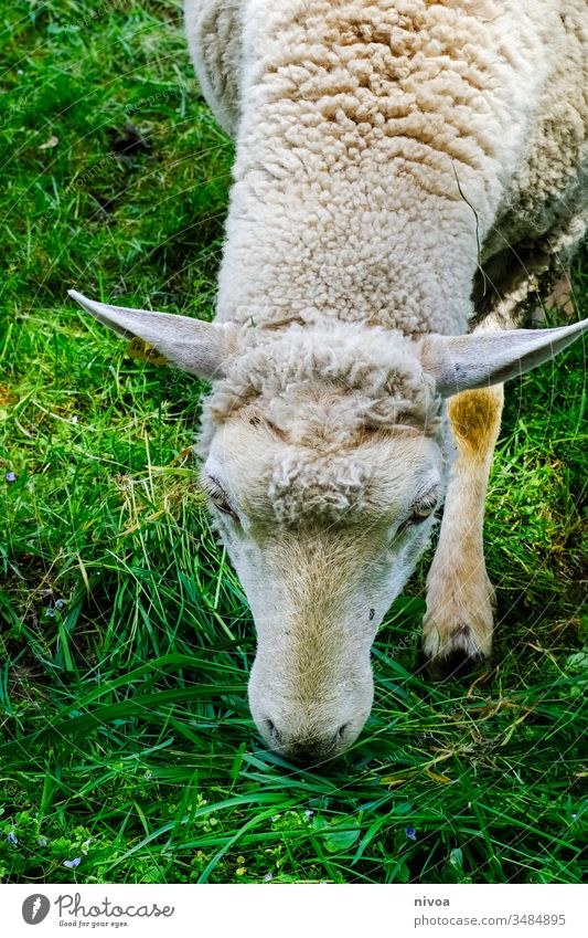 Schaf frisst Gras Wiese Weide Fressen Farbfoto Herde Außenaufnahme Tier Natur Tierporträt grün Tag Schafherde Feld Landschaft Nutztier Menschenleer Wolle