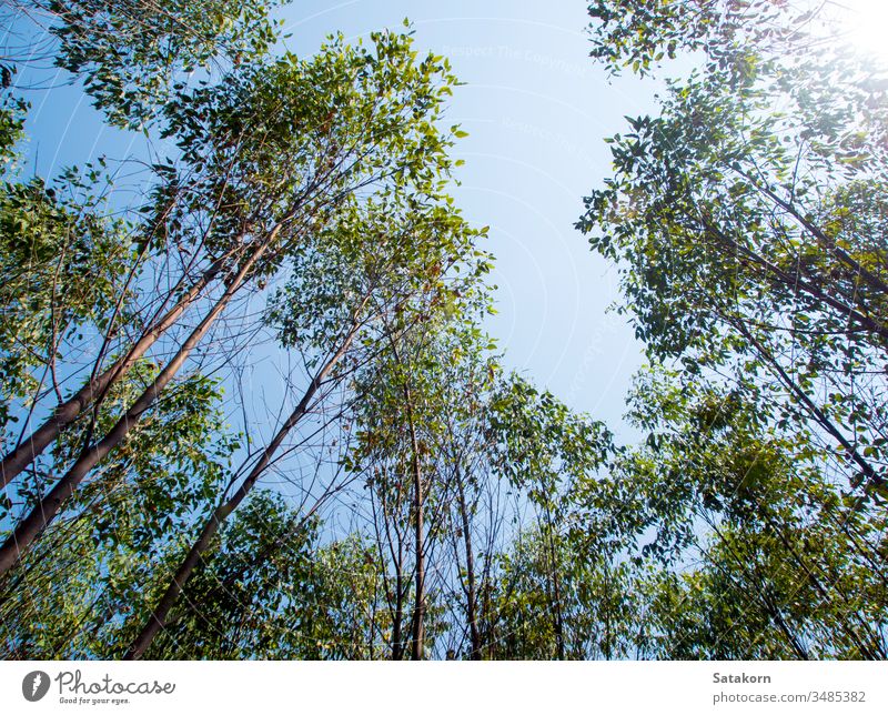 Blick auf die Baumkrone der Eukalyptusbäume auf dem Ackerland Himmel Holz Natur Ackerbau Hintergrund Blatt industriell Niederlassungen Cellulose grün Tapete