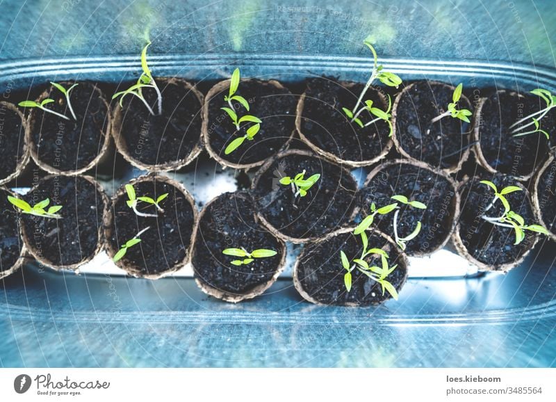 Tomatensetzlinge in kleinen Töpfen im Zinn-Balkonbehälter Gartenarbeit grün Boden Ackerbau wachsen Keimling Büchse Bodenbearbeitung frisch Blatt Natur organisch