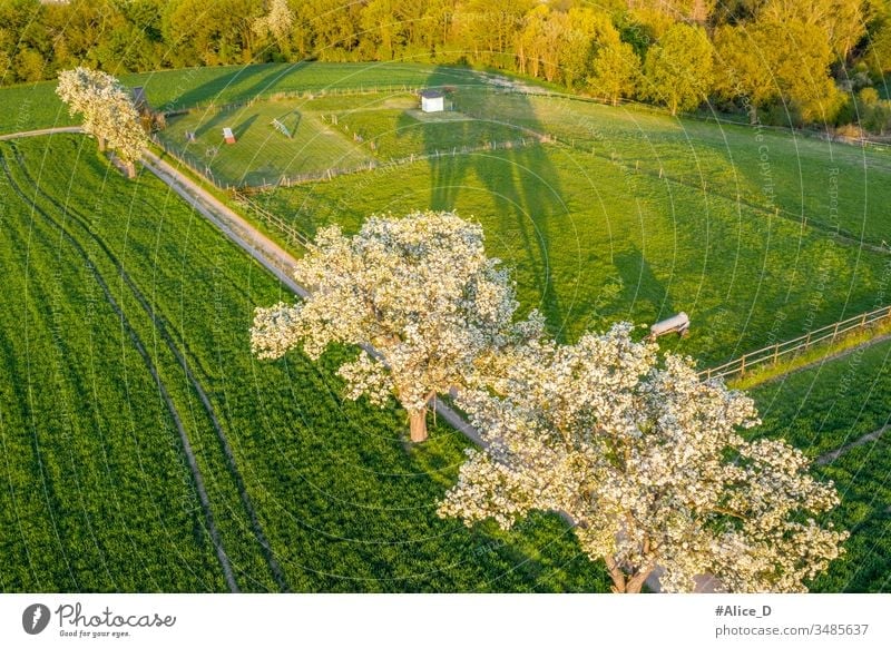 Frühlingsblüte Obstbäume auf hellgrünen Feldern oben Antenne Luftaufnahme landwirtschaftlich Ackerbau Apfel Hintergrund Überstrahlung Ast Landschaft Dröhnen