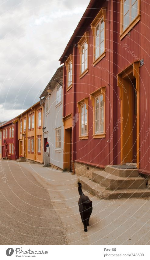 kein Mensch zu sehen Dorf Altstadt Menschenleer Bergwerkstadt Fassade Sehenswürdigkeit Haustier Katze 1 Tier Stein Beton Holz historisch orange rot schwarz