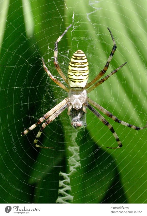 Spinne mit Beute Blatt Frankreich Spinnennetz Wespenspinne Ekel Netz Nahaufnahme Beine