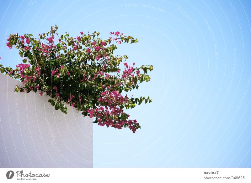 Mauerblümchen Pflanze Sommer bourgainville Wand Blühend frisch blau rosa exotisch Ferien & Urlaub & Reisen Idylle Himmel Farbfoto Außenaufnahme Nahaufnahme