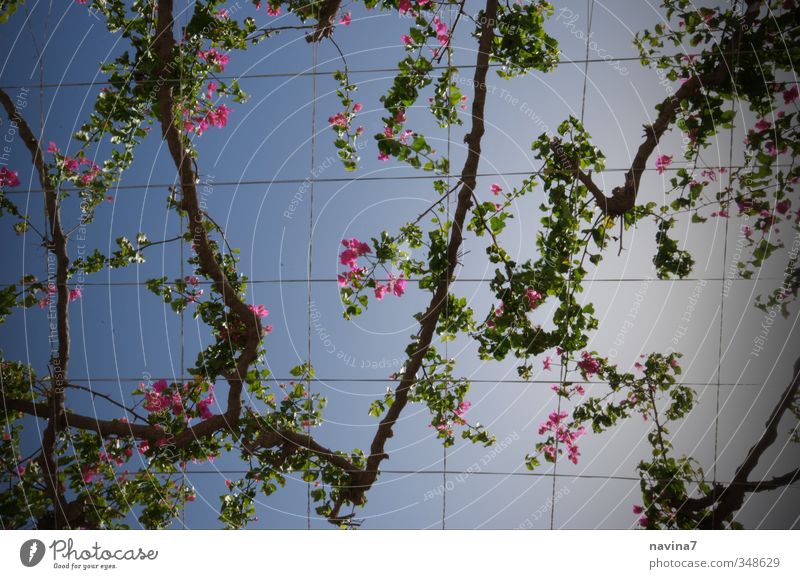 Blütendach exotisch Sommer Pflanze Bougainvillea Garten Park Blühend Erholung Häusliches Leben unten blau grün rosa Zufriedenheit Fernweh