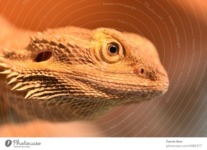 Bartagame im Seitenprofil Echsen Auge Seitenansicht Gesicht Kopf Reptil Drache Tier Tierporträt Zoo Blick Farbfoto Natur