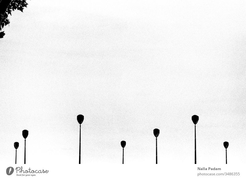 Irgendwelche Stangen in Paris Laterne Himmel Tag schwarz grau Blätter Außenaufnahme Menschenleer