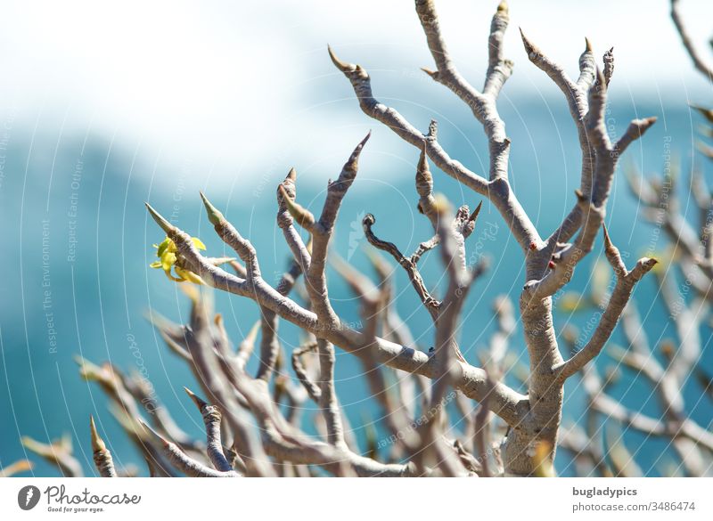 Mediterrane Pflanze (Euphorbia) mit Knospen mit türkisem, unscharfem Meer im Hintergrund auf Teneriffa im Frühling Wolfsmilchgewächse mediterran Küste Gewächs