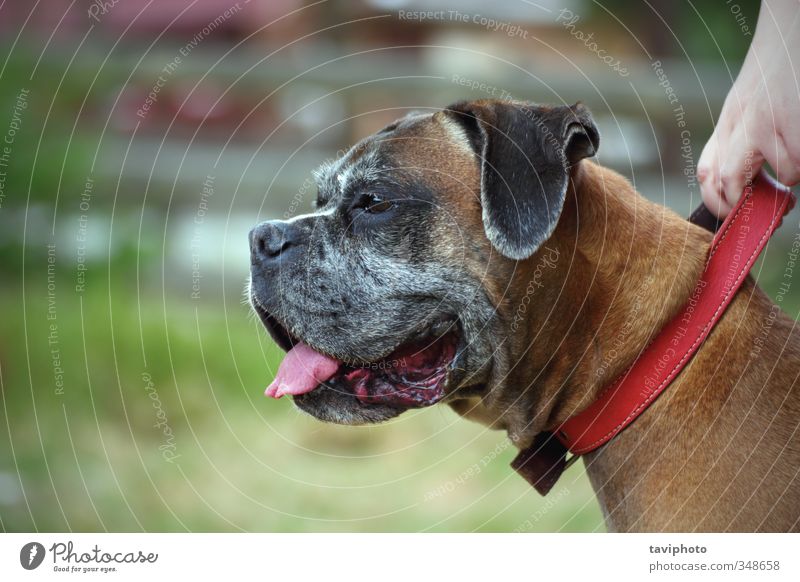 Porträt einer Boxerrasse schön Frau Erwachsene Freundschaft Natur Tier Haustier Hund niedlich braun rot groß Hündchen heimisch reizvoll Reinrassig lieblich
