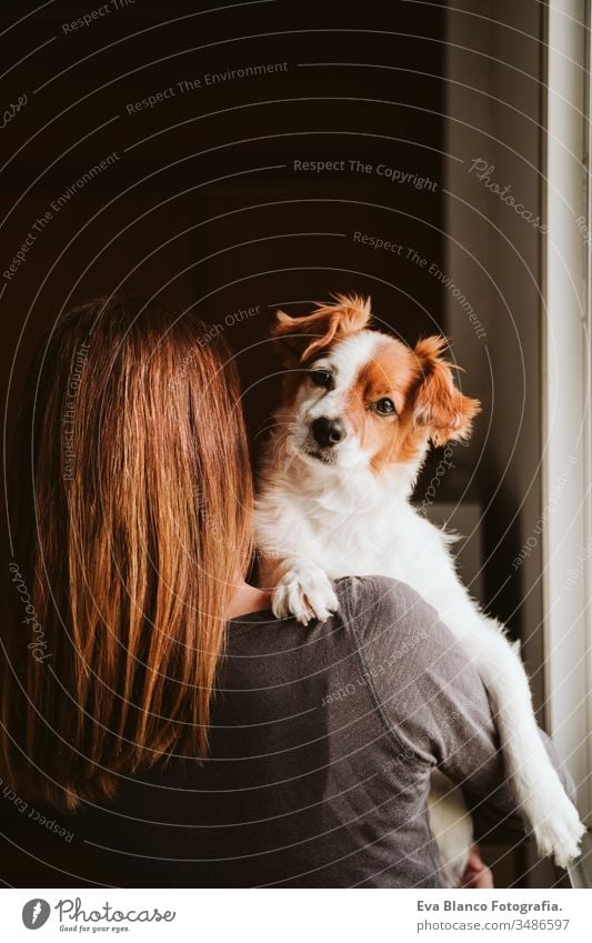 junge Frau und ihr süßer Hund zu Hause am Fenster. Rückansicht heimwärts im Innenbereich Kuss Liebe Zusammensein Zusammengehörigkeitsgefühl tagsüber Kaukasier