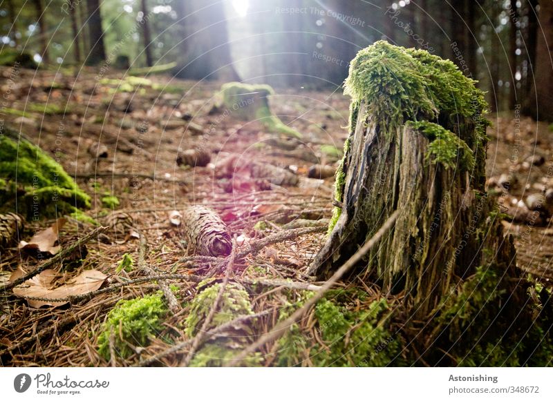 der vorletzte Rest des Baumes Umwelt Natur Landschaft Pflanze Erde Sonne Sonnenlicht Frühling Wetter Schönes Wetter Wärme Gras Moos Blatt Wald Holz stehen klein