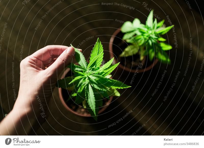 Cannabis Anbau zuhause Hanf pflegen Hand anbau Pflanze Nutzpflanze Alternativmedizin hanfpflanze Cannabispflanze THC Nahaufnahme Rauchen Rausch Cannabisblatt