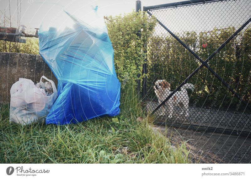 Buddy Garten Gartentür Gitter Hund Pinscher aufpassen wachsam Kontrolle aufmerksam beobachten neugierig Abfall Müll Mülltüten blau stehen abholbereit Gras Hecke