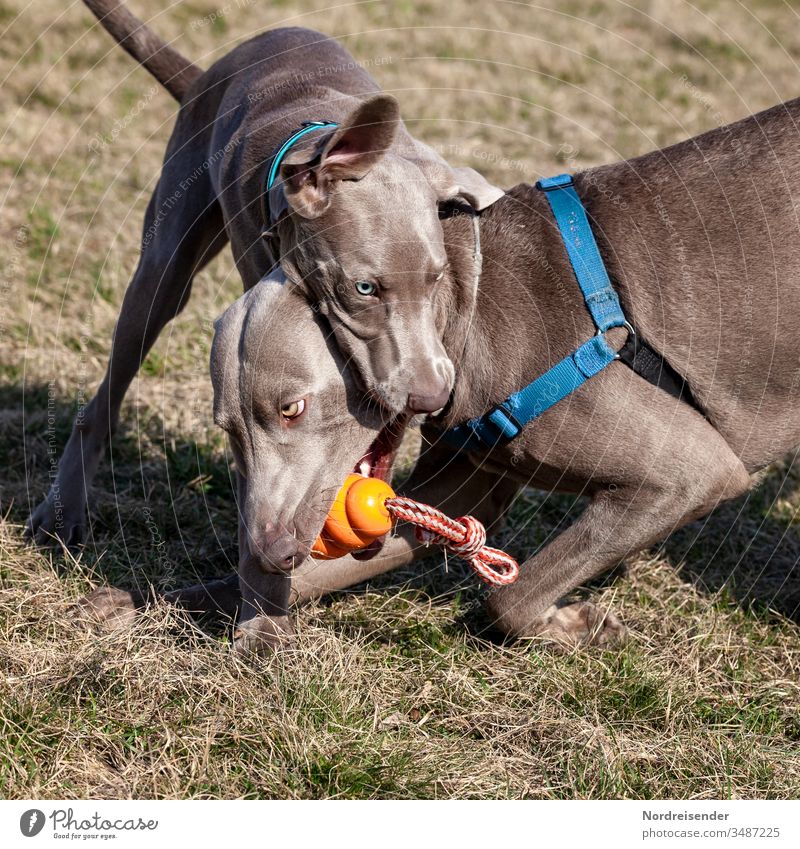 Zwei Weimaraner Welpe und Junghund raufen um ein Spielzeug weimaraner welpe vorsteherhund rüde haustier hübsch jagdhund portrait reinrassig zwei gras jung