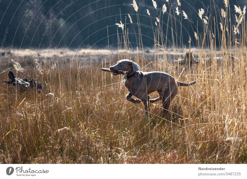 Weimaraner Welpe auf Entdeckungsreise weimaraner welpe hund haustier junghund wasser hübsch jagdhund portrait reinrassig wald gras freudig säugetier toben spaß