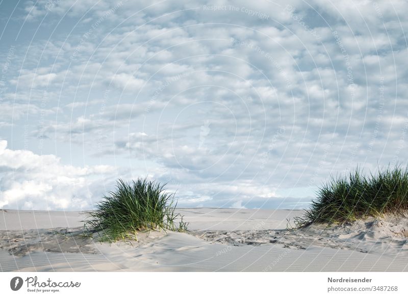 Sand Dünengras und Schäfchenwolken Ostsee Nordsee Strand Küste Meer Ozean Weite Horizont Urlaub Tourismus verweht Strandhafer maritim Wanderdüne Landschaft
