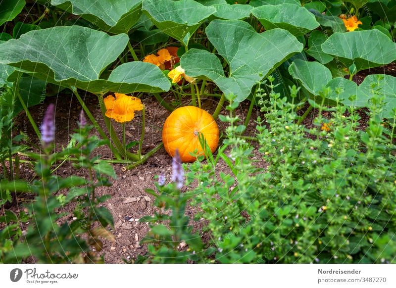 Reifer Hokkaido Kürbis und Kräuter im Garten kürbis hokkaido garten kräuter ernte essen gemüse reif biogemüse blüte kleingarten hausgarten kräutergarten wachsen