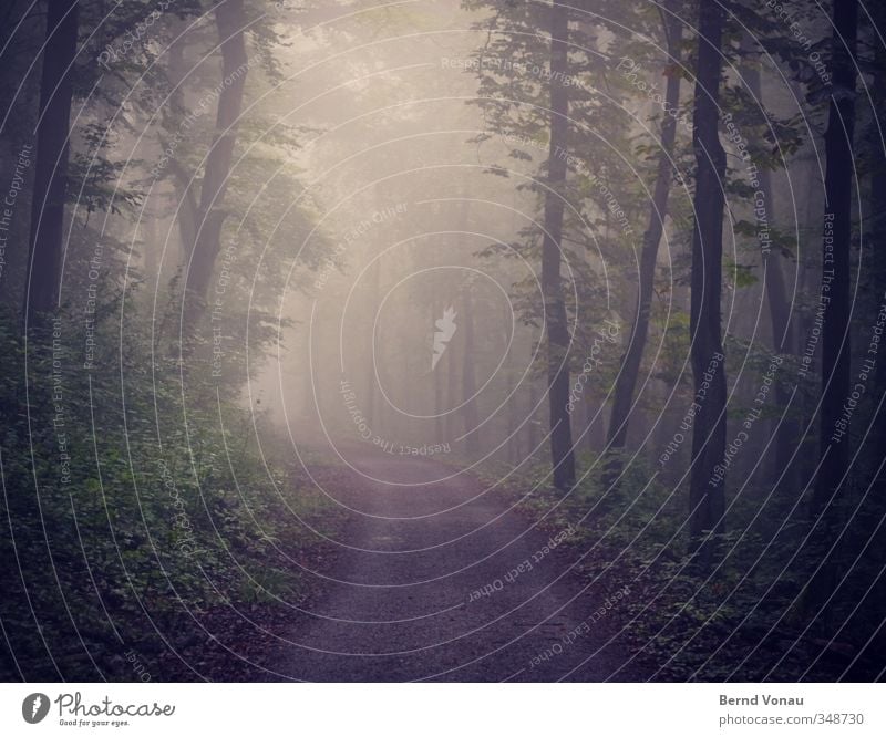 Der Wald erwacht Spaziergang wandern Umwelt Natur Tier Frühling Nebel Pflanze Baum Sträucher Wegbiegung Wege & Pfade entdecken Erholung gehen Blick schön blau