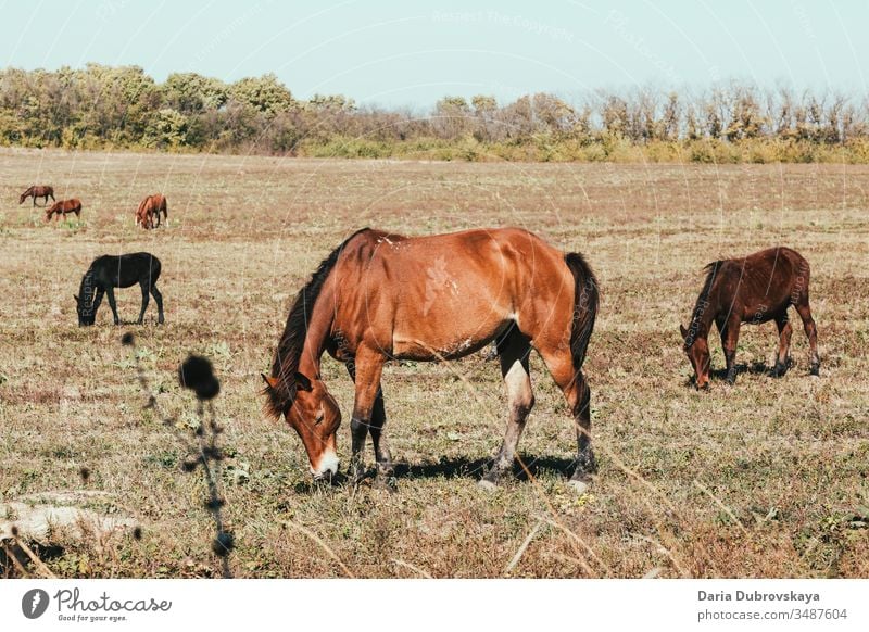 braune Pferde auf der Weide Landschaft Tier Feld Natur Bauernhof Gras Sommer Hengst jung Weidenutzung Schönheit natürlich Tierwelt pferdeähnlich wild Herbst