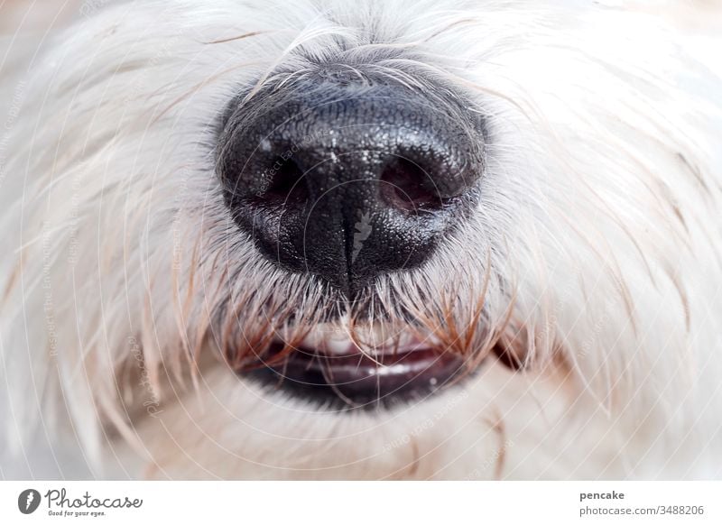 immer nur lächeln Hund Malteser Zähne Bart weiss Hundenase Nahaufnahme Schnäuzer Hundeschnauze Detail Tier Haustier Tierportrait Barthaare