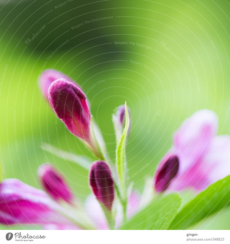 Is jetzt Früüühling? Umwelt Natur Pflanze Sonne Sonnenlicht Frühling Schönes Wetter Blume Sträucher Blatt Blüte grün hellgrün rosa purpur zart Blütenknospen