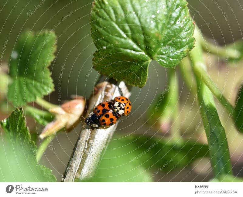 Paarung der Marienkäfer Sex Insekt Frühlingsgefühle Glück Nahaufnahme Käfer Tier Natur Makroaufnahme krabbeln kopulieren grün Pflanze Außenaufnahme