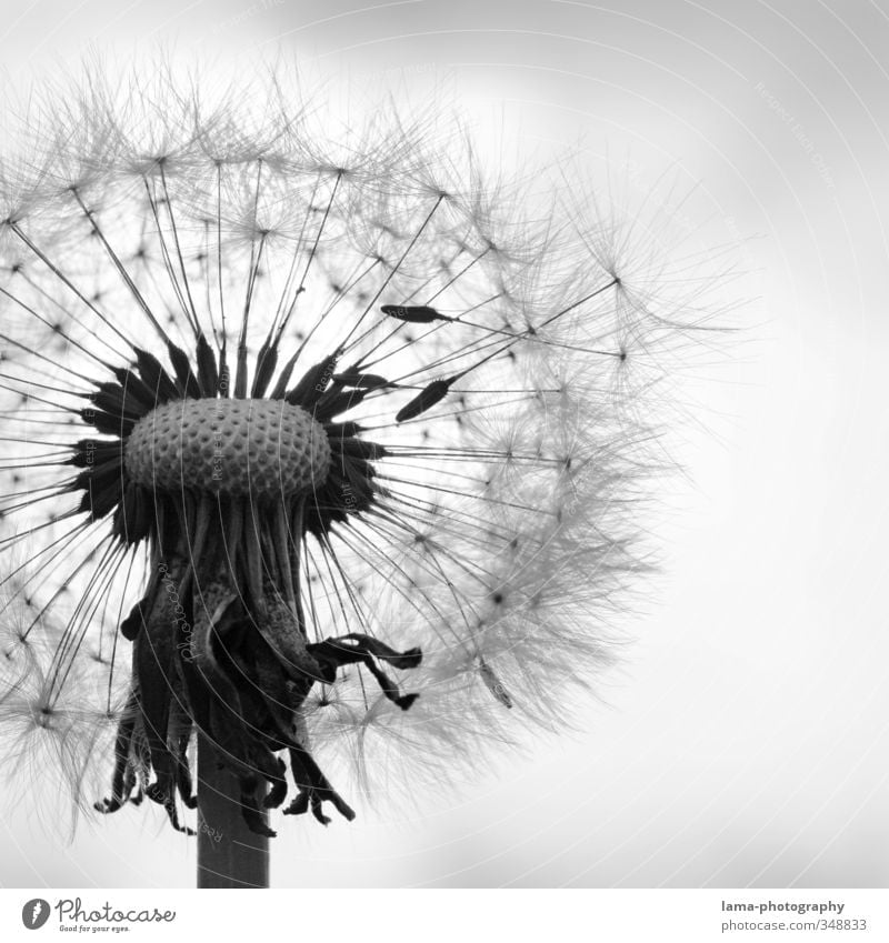 Aufbruchsstimmung Natur Frühling Sommer Pflanze Blume Blüte Löwenzahn fliegen Flugkörper Schirm filigran flüchtig Feder leicht Schwarzweißfoto Außenaufnahme