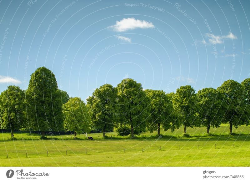 Gut aufgestellt. Umwelt Natur Landschaft Himmel Wolken Frühling Schönes Wetter Wärme Pflanze Baum Grünpflanze Wiese Feld Kuh 1 Tier stehen Wachstum blau grün