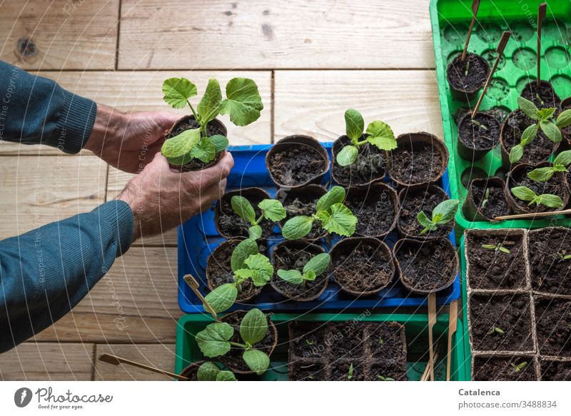 Männerhände halten eine junge Zucchinipflanze Hände Innenaufnahme anbauen Wachstum Anbau Natur grün Pflanze Nutzpflanze maskulin Holzboden Anzucht