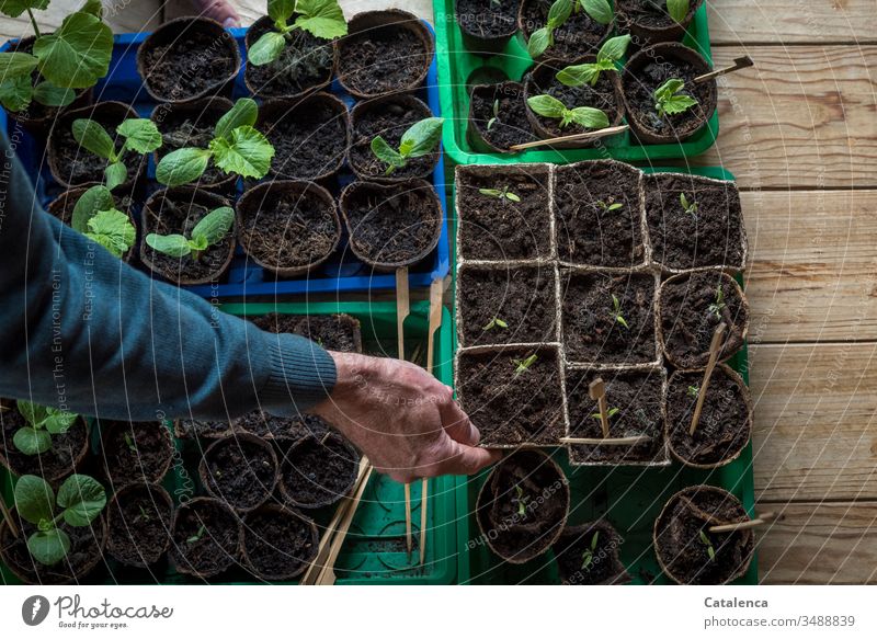 Männerhand hält einen Anzuchttopf mit Tomatenkeimling Hände Arm Holzboden Toamtenkeimling Zucchini Innenaufnahme Zucchinipflanze anbauen Wachstum Anbau Natur