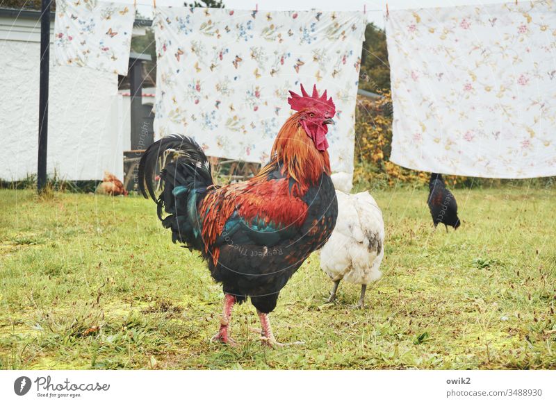 Majestät lieben Sonne Gockel Hahn Hahnenkamm stolz Profil Tierporträt Nutztier Außenaufnahme Menschenleer Federvieh Garten Wiese Wäsche hängen Bettzeug Laken