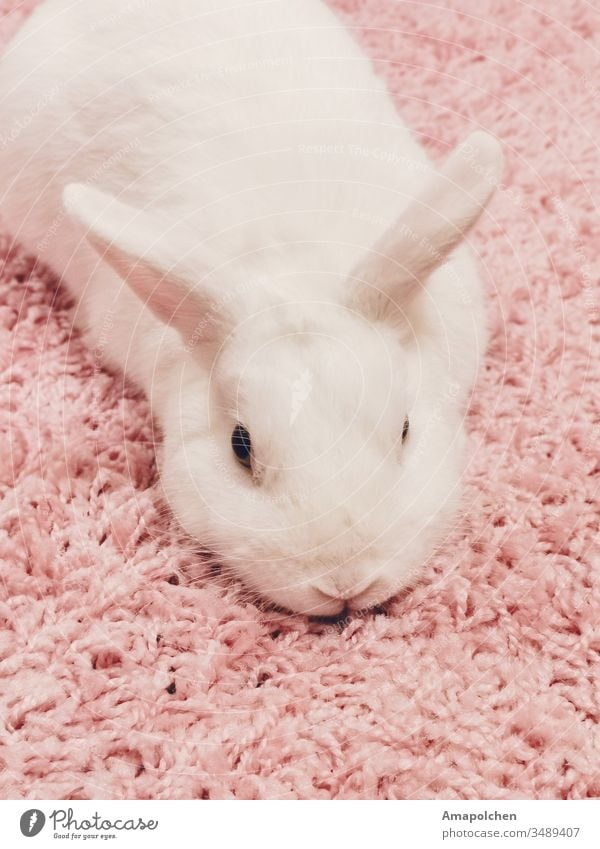 weißer Hase auf rosa Flausch Teppich Kaninchen Hase & Kaninchen Osterhase Ostern Tier Haustier niedlich rosa Hintergrund rosa Teppich Tierschutz tierversuch Ohr