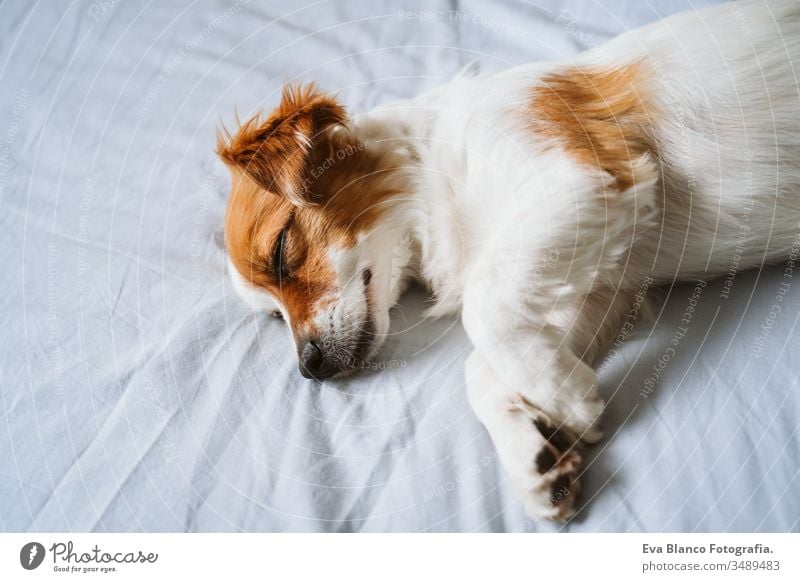 Porträt des süßen Jack-Russell-Hundes zu Hause, der auf dem Bett schläft. schlafen Haustier heimwärts tagsüber aussruhen jack russell niedlich klein Lügen Glück