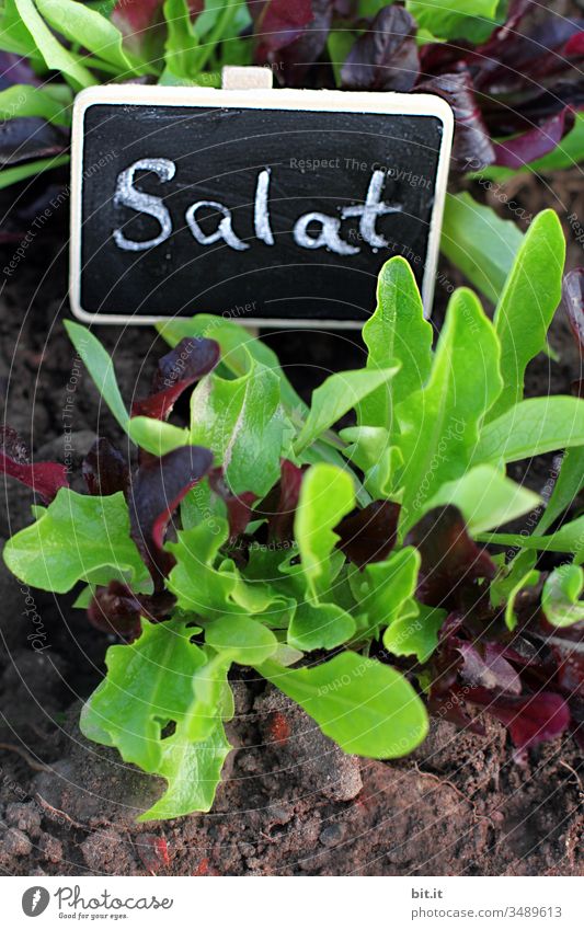 jetzt haben wir den Salat Ernährung grün Gemüse frisch Gesundheit Aussaat Bioprodukte Beet Garten Natur Pflanze natürlich Wachsen gedeihen Zucht Anzucht